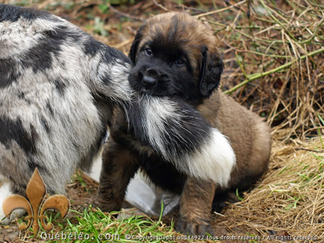 350Chiots-2014-39-jours-4